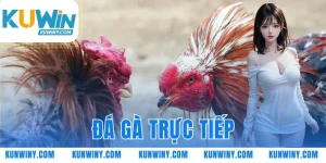 đá gà trực tiếp